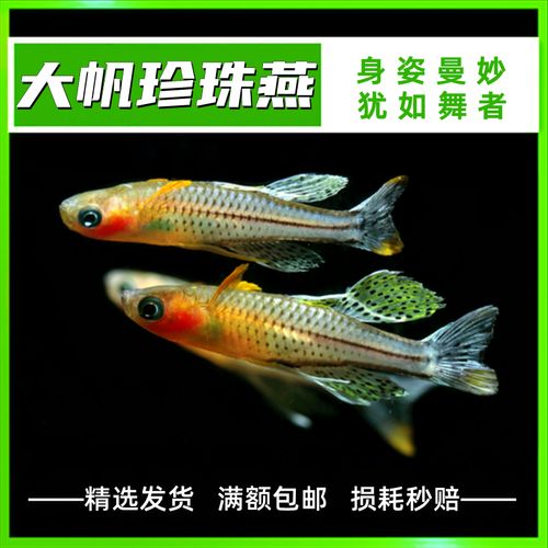 大帆珍珠燕子 热带观赏鱼草缸群游蓝霓虹阿鲁黄帆桔色珍珠活体鱼