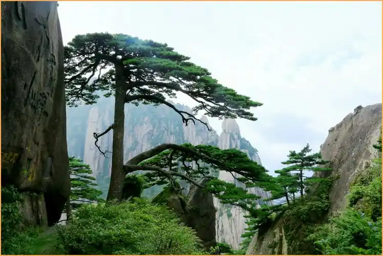 黄山迎客一青松,枯干仙身不老松.