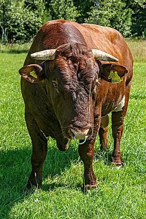 公牛图片_图片大全