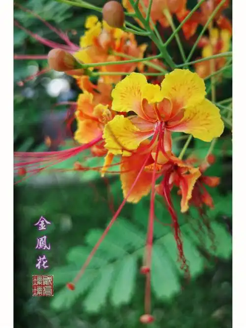 再拍金凤花