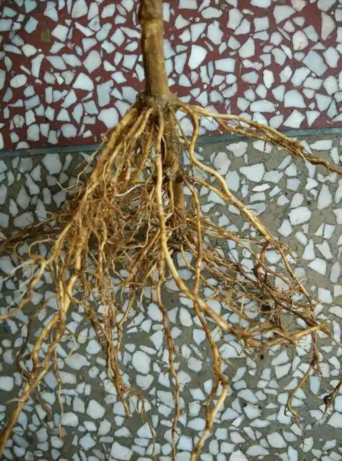 茉刚买回来的茉莉花 种了三星期 叶子卷起来了 发黄 叶子干枯 土壤较