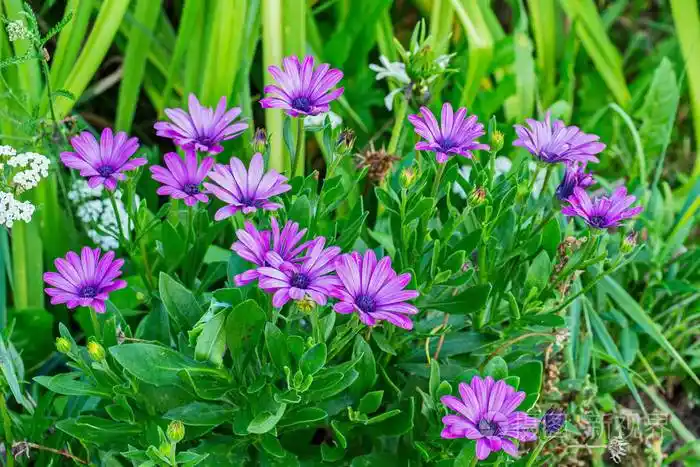 美丽的紫罗兰花蓝色的midsoles在草丛中