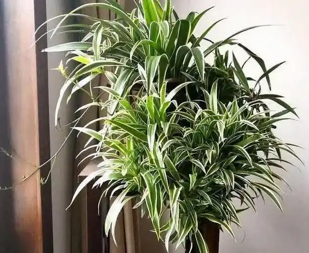 吊兰是百合科吊兰属的一种植物,原产于非洲南部,又称为大叶吊兰.