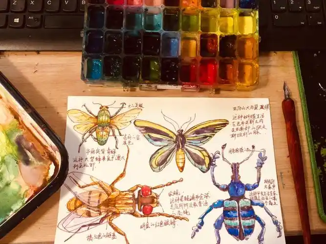 钢笔淡彩画虫子手帐素材