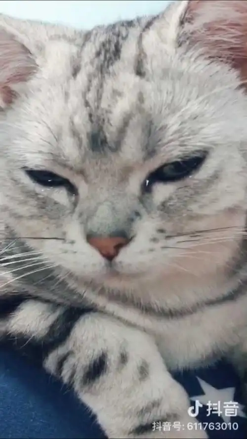 猫伤心会流泪吗?