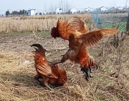 农村土鸡打架,一个比一个疯狂