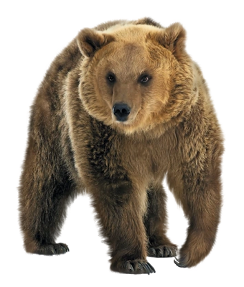 贴纸熊狗熊动物gif动图_动态图_表情包下载_soogif