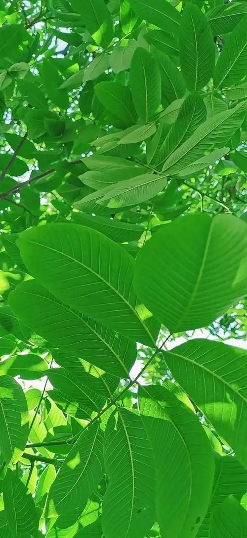 求深绿色系的壁纸