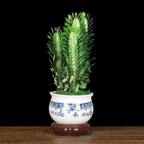 龙骨盆栽植物四季可养防辐射净化空气