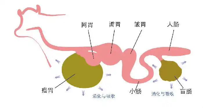 反刍动物一切以瘤胃为中心,瘤胃健康,才会有牛健康,牛健康才会有产能