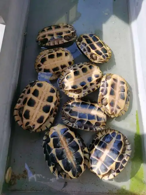 石金钱,草龟13025397579微信同步