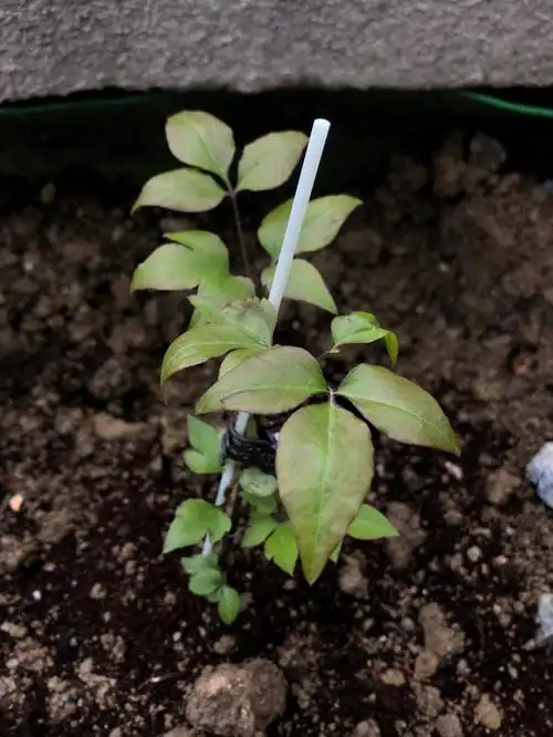 铁线莲翠绿的叶子变的有点褐色了