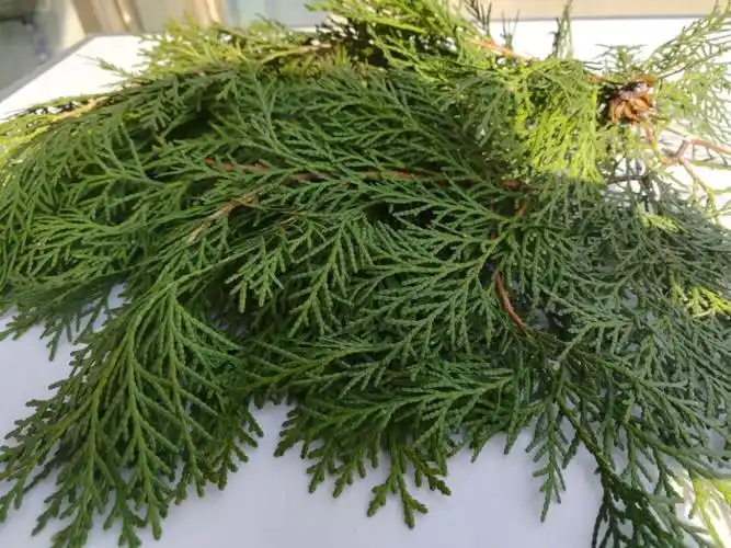 脱发天然野生新鲜侧柏扁柏叶乌发白发脂溢4斤其他药食同源食品