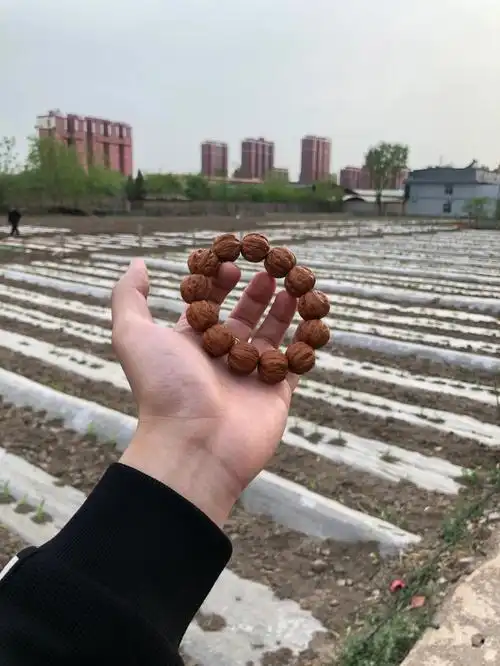 文玩核桃  #文玩  #野生小核桃手串  #麻核桃  下地干活果然出汗