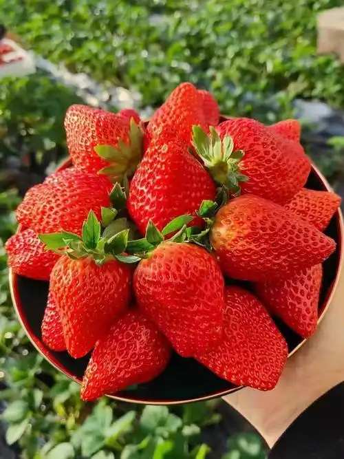 热销丹东久久草莓