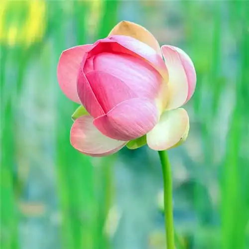 高清能带来好运的微信头像大全2021图片