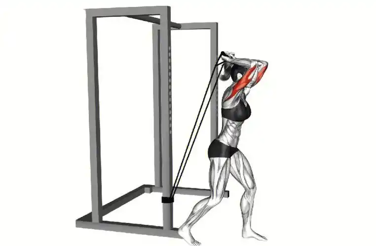 三个手臂后侧动作丨肱三头肌丨带解析