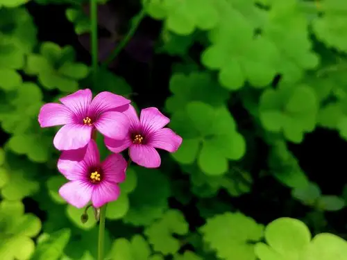 灿烂小花酢浆草