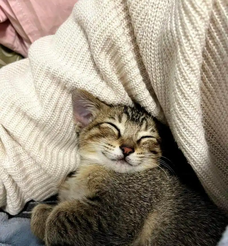 微笑的猫咪真的太可爱了!