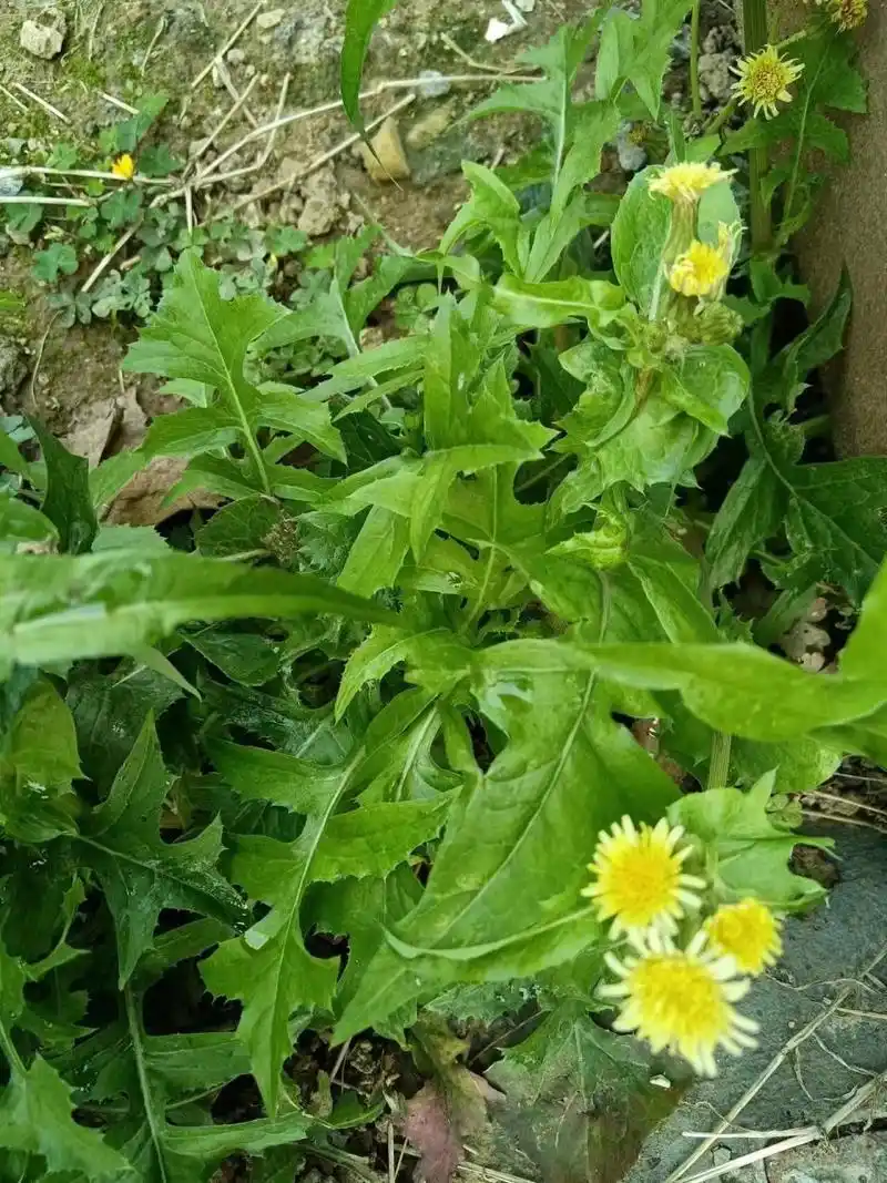 是一种春末到秋冬都开花,但许多人都等不及它开花,就急着食用的野菜