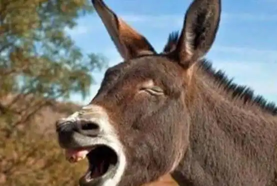 在臣子的坟前学驴子叫曹丕究竟是怎么想的