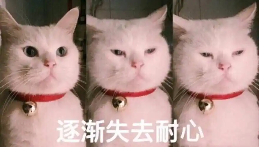 表情包猫咪