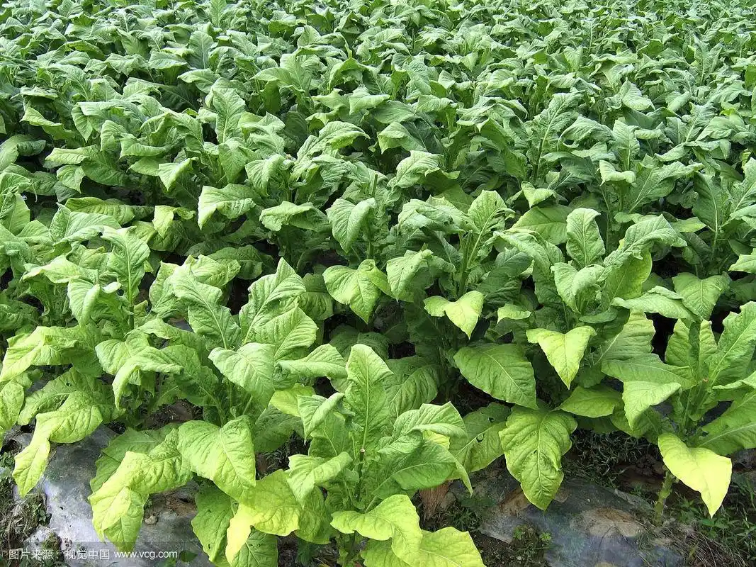 福建三明烟草生产