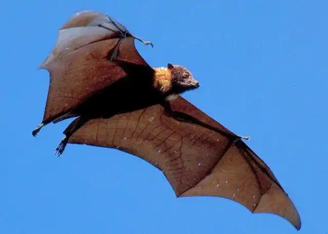 人物相生相克侩子手该收手了