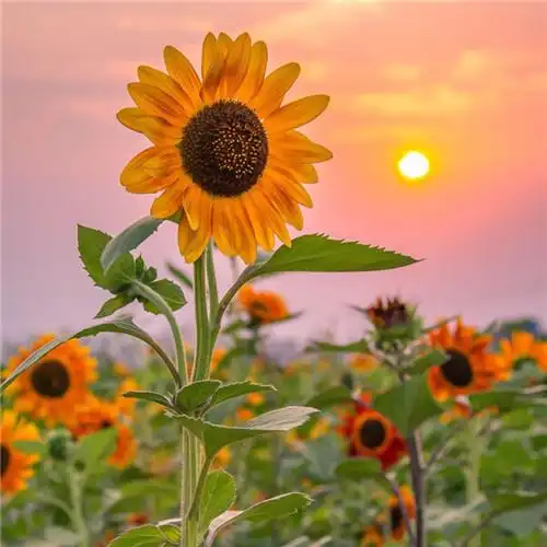 适合一辈子风景头像图片 高清值得一辈子不换的头像风景_风景微信头像