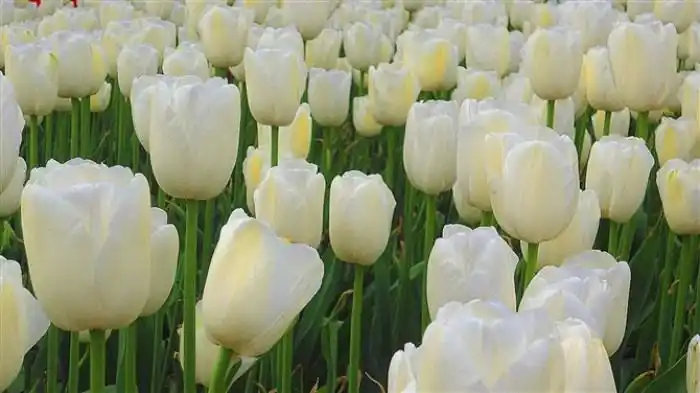 白色郁金香,那么纯洁滴