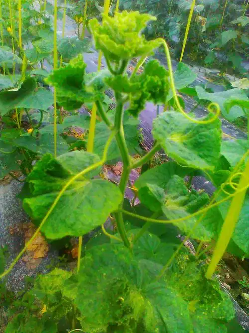 这黄瓜的叶子全部卷曲是怎么影起的是缺素还是土壤水份过多有什么方法