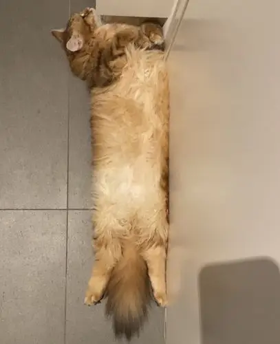 靠在墙角提胸抬头的方包猫咪