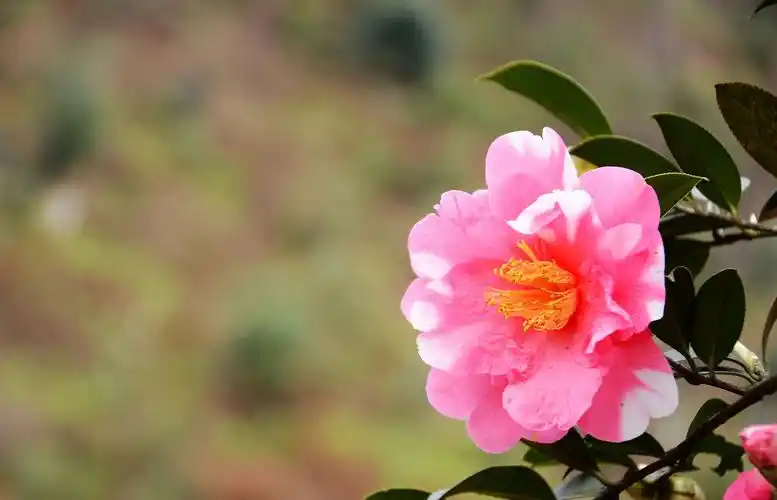 茶花,又名山茶花(学名:camellia japonica),山茶科植物,属常绿灌木和