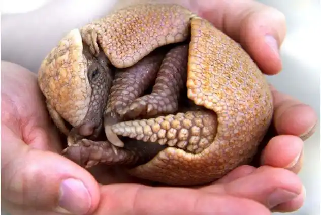 世界上最可怕的动物,刀枪不入,子弹打不透!网友算个球吗