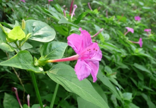 农村路边常见的"紫茉莉",不但好看,还有活血和调经的功效