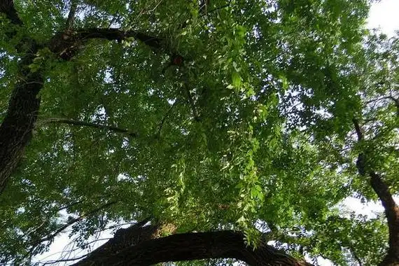 榆树图片大全榆树功效与作用