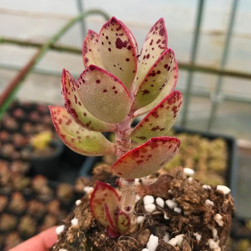 多肉植物大姬星美人花卉办公室室内绿植盆景绿植萌肉肉园艺易爆盆