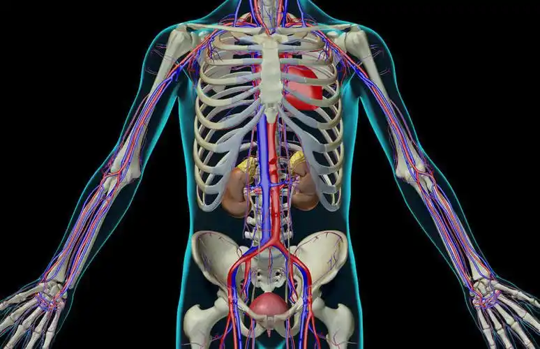 内脏,肾脏,动脉,静脉,肋骨,血管,膀胱,无人,横图,插画,室内,特写,白天