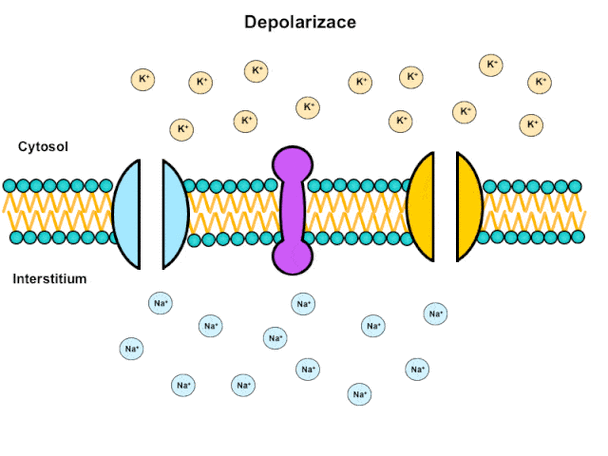 气体交换翻译动作电位的产生静息电位的产生美蜥螈核移植实验钠钾泵肾