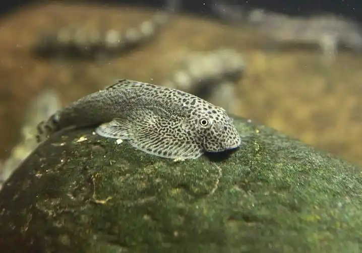 科普一下,了解贵州爬岩鳅的请举手