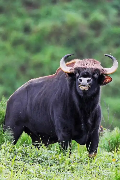 的丛林里可不只亚洲象一种巨兽,这里还有牛中的巨石强森——白肢野牛