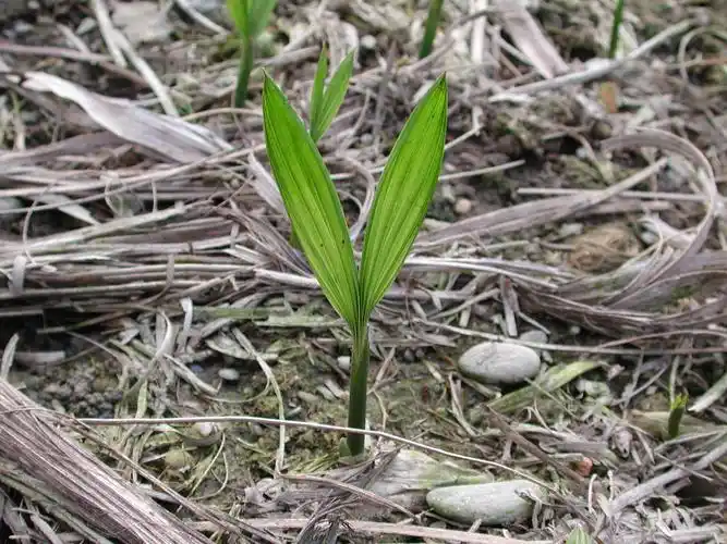 100木设植物学(3a)–单子叶植物发芽记录(作物类)