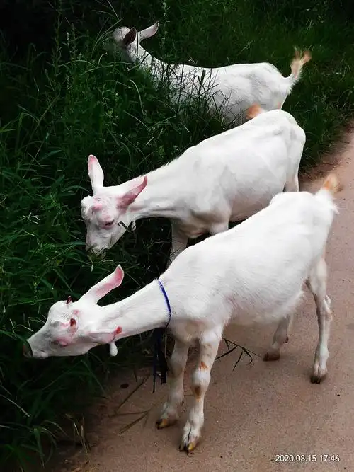 温塘镇道路旁,同胞胎三山羊.两母一公三月,白色毛净光亮.