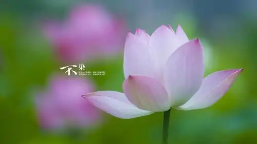 精选新清植物荷花带字不染电脑桌面壁纸下载5