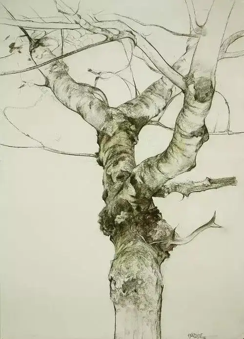 素描画树我就喜欢画白桦树没有办法