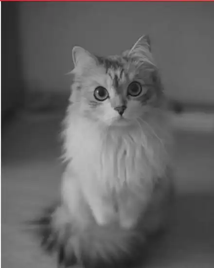 想请问爱猫人士 谁知道这只猫咪的型号. 也就是品种.