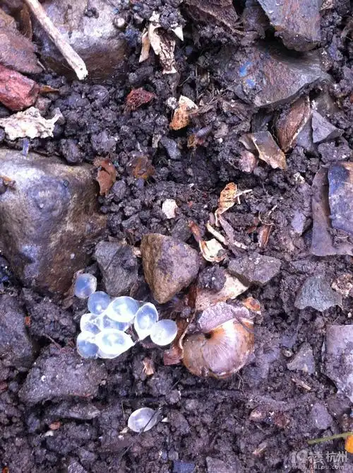 神奇的蜗牛卵原来是这样!快来看啊