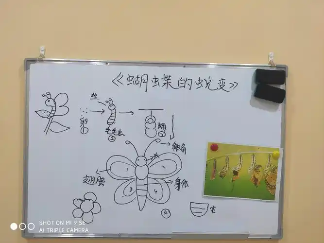 9.26孟州机械公民大颗粒初级作品【蝴蝶的蜕变】