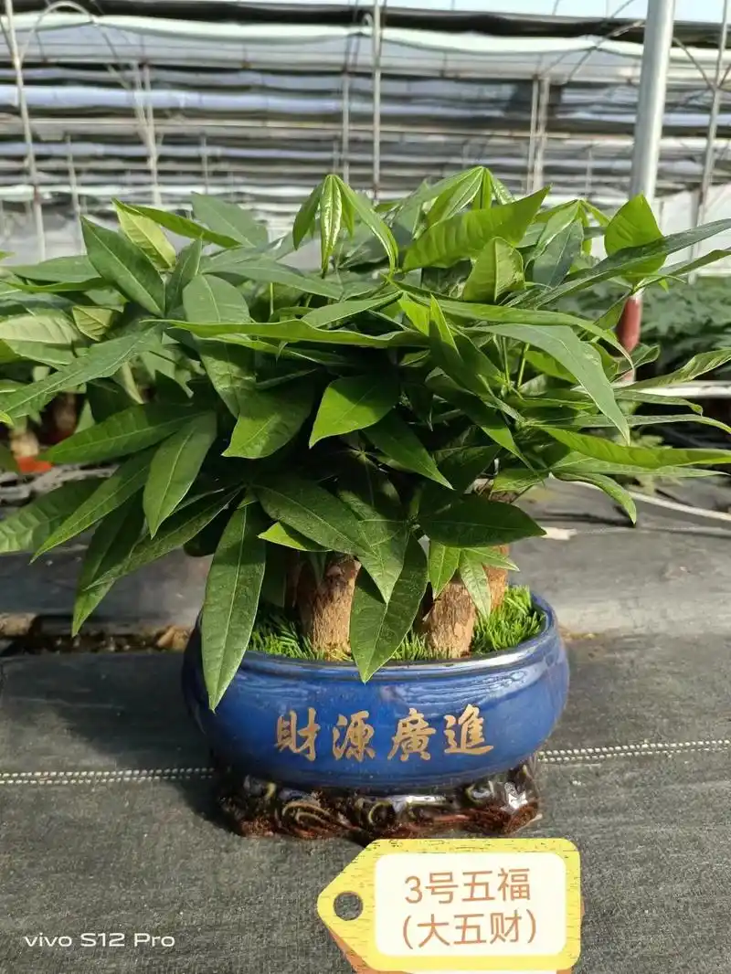 适合室内摆放的花卉盆栽推荐 #客厅植物推荐 陶瓷盆发财树 - 抖音