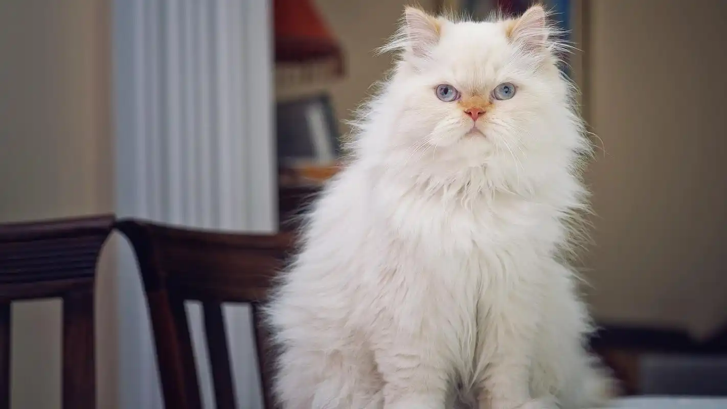 首页 桌面壁纸 可爱的白猫高清宽屏壁纸上一张下一张查看原图